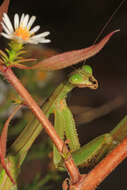 Image of Asian mantis