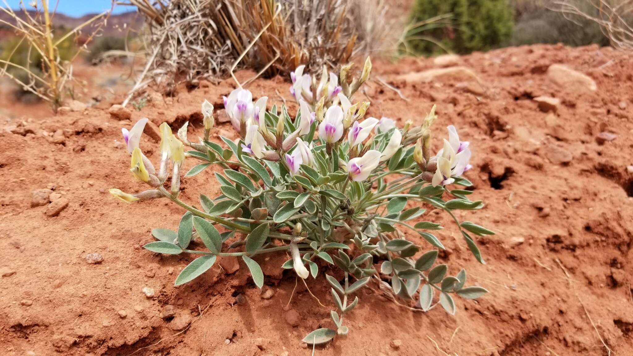 صورة Astragalus piscator R. C. Barneby & S. L. Welsh