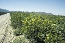 Image of creosote bush