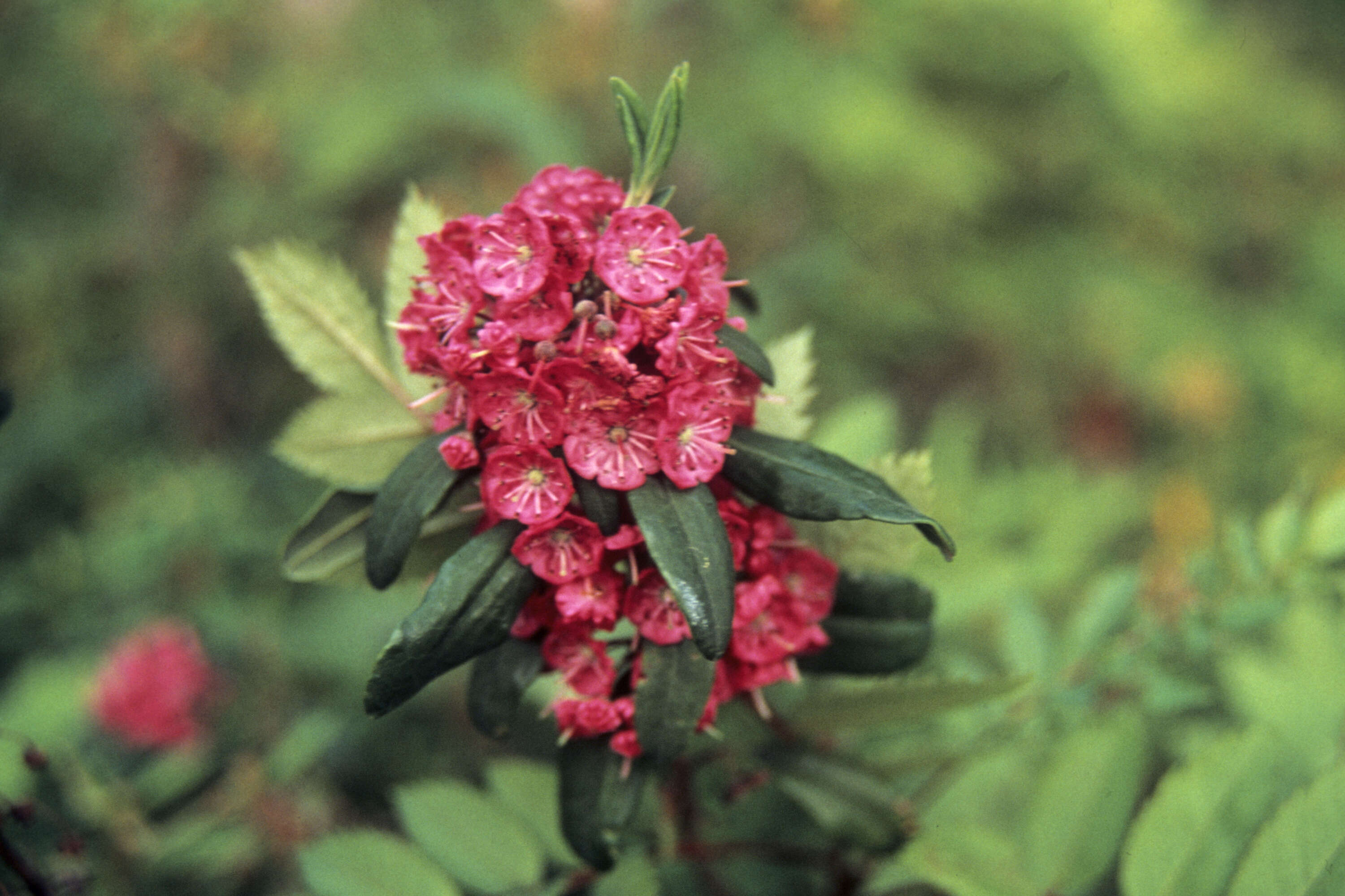 Image of sheep laurel