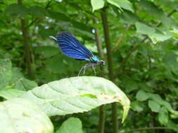 Image of Beautiful Demoiselle