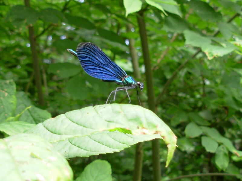 Image of Beautiful Demoiselle