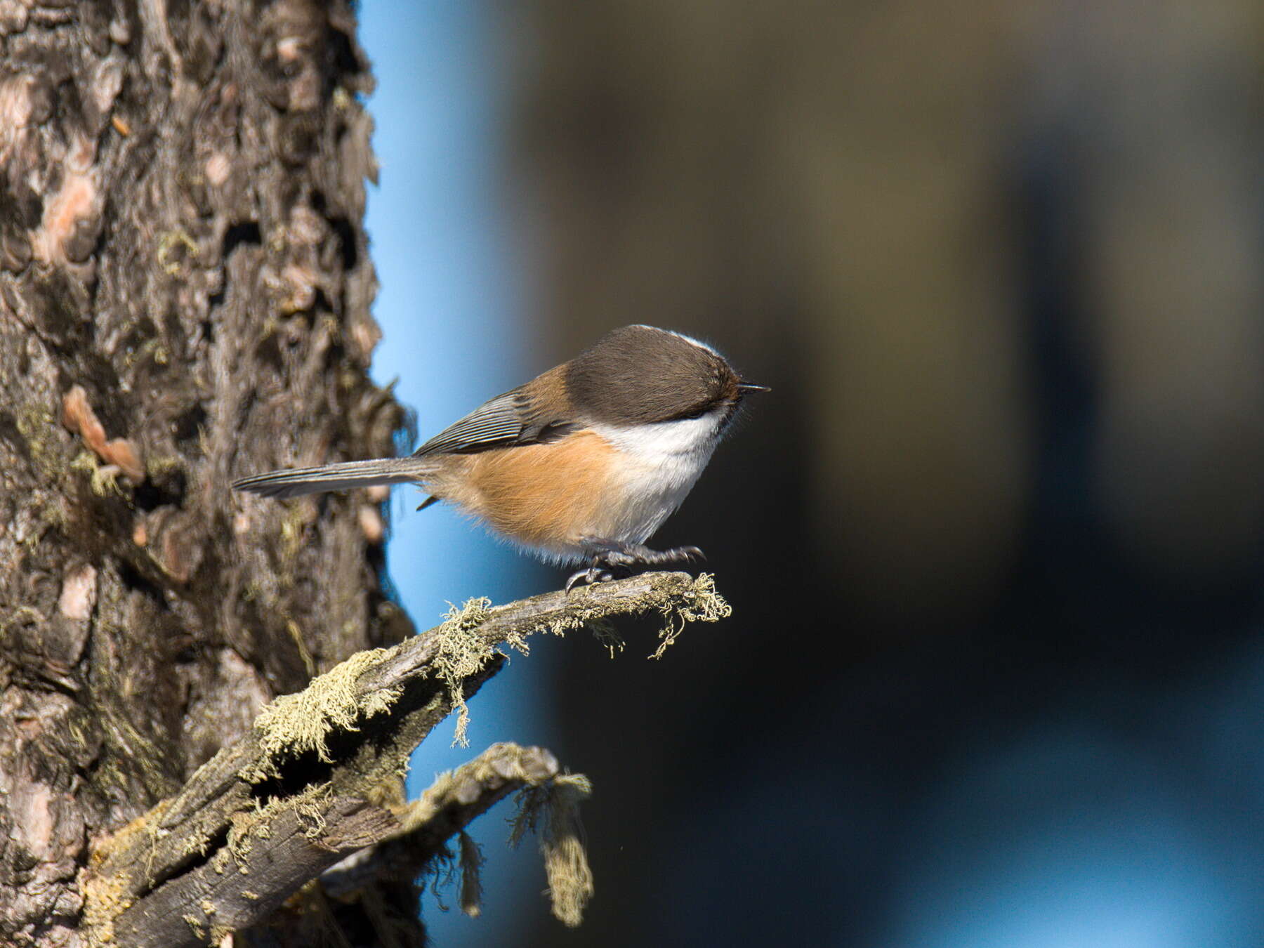 Image of Grey-headed Chickadee