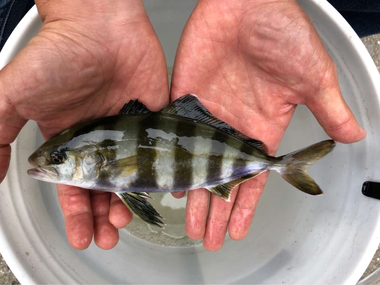 Image of Banded Rudderfish