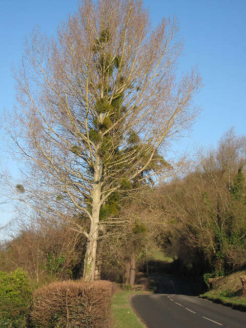 Image of European mistletoe