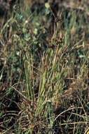 Image of common woodrush