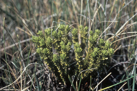 Image of Fir Club Moss