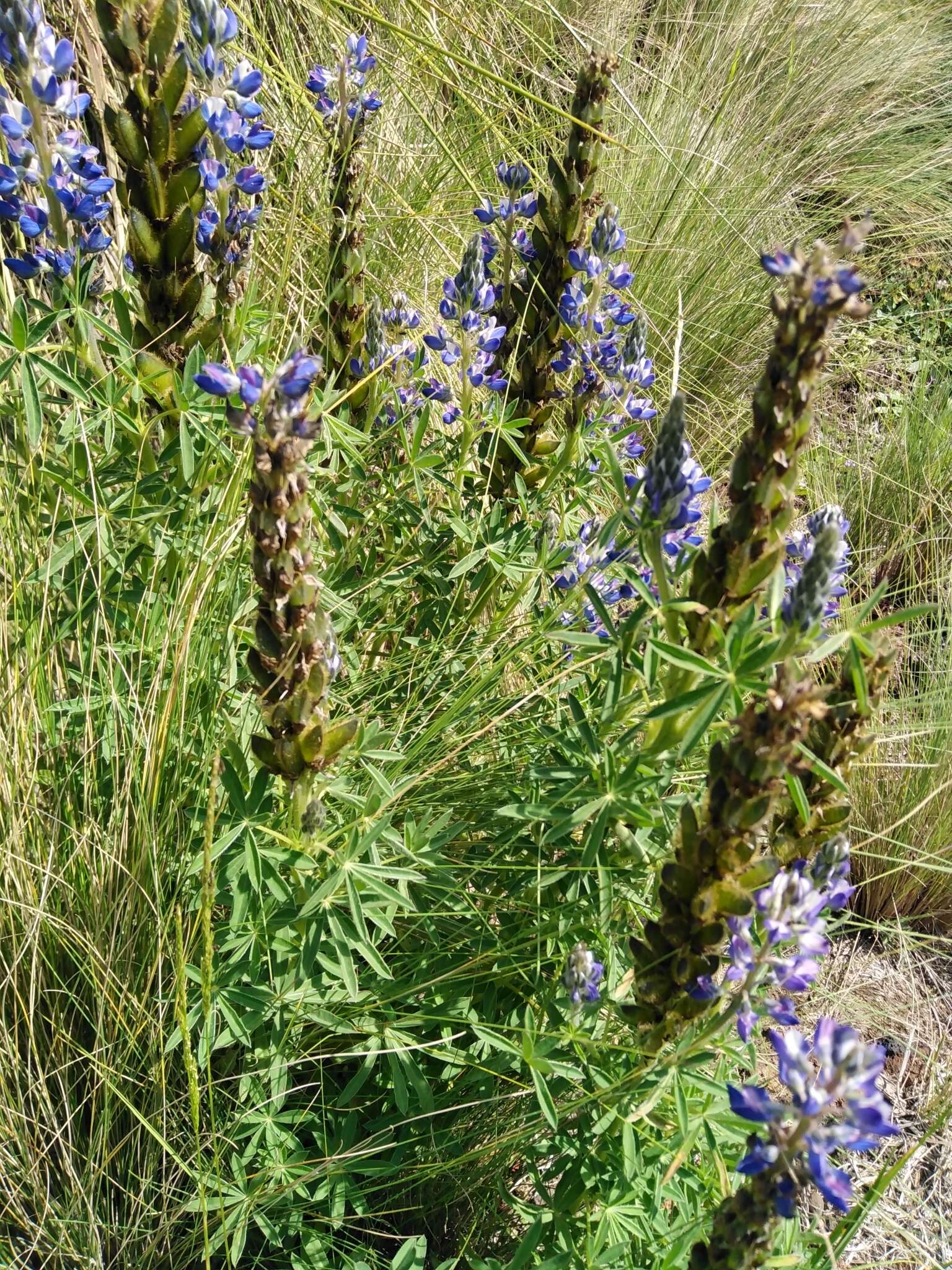 Image of Lupinus montanus Kunth