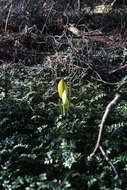 Image of Lysichiton camtschatcensis (L.) Schott