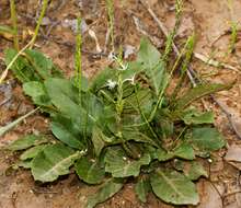 Image de Elytraria acaulis (L. fil.) Lindau