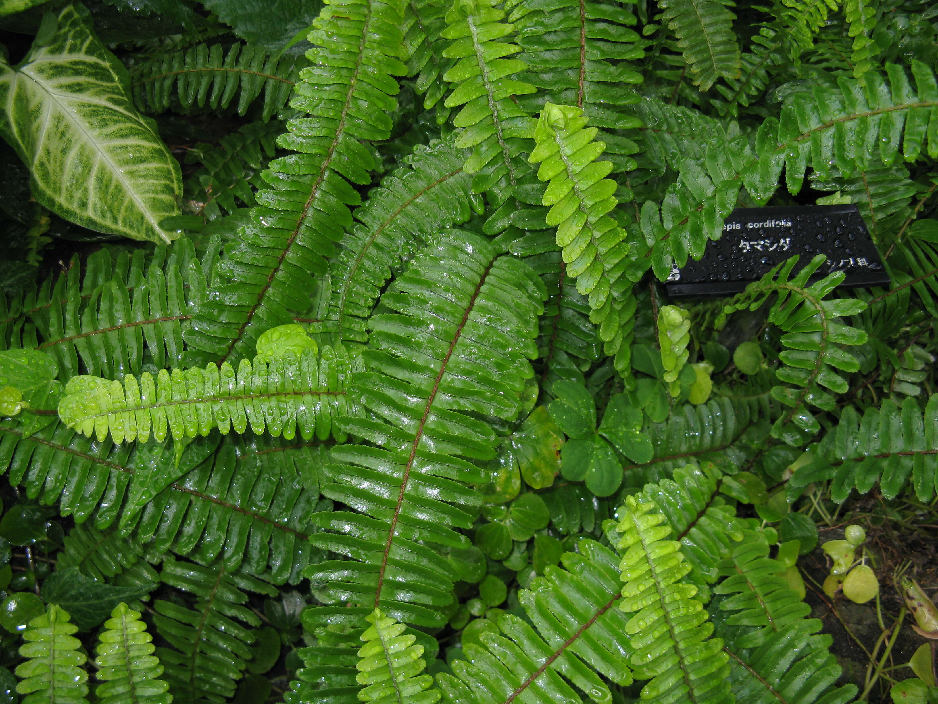 Image of narrow swordfern