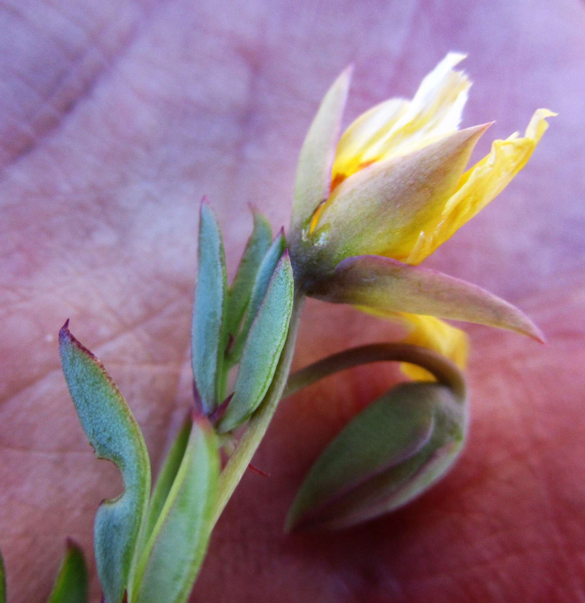 Image of Roepera fulva (L.) Beier & Thulin