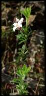 Cyanothamnus nanus var. pubescens的圖片