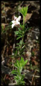 Image de Cyanothamnus nanus var. pubescens