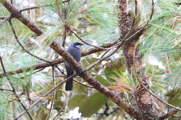 Image of Dwarf Jay