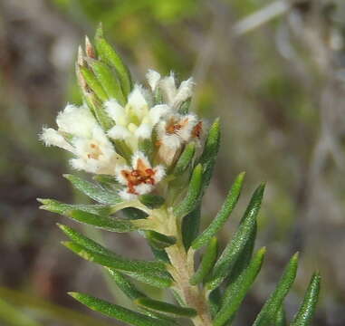 Image of Phylica willdenowiana Eckl. & Zeyh.