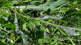 Image of woolly hawkweed