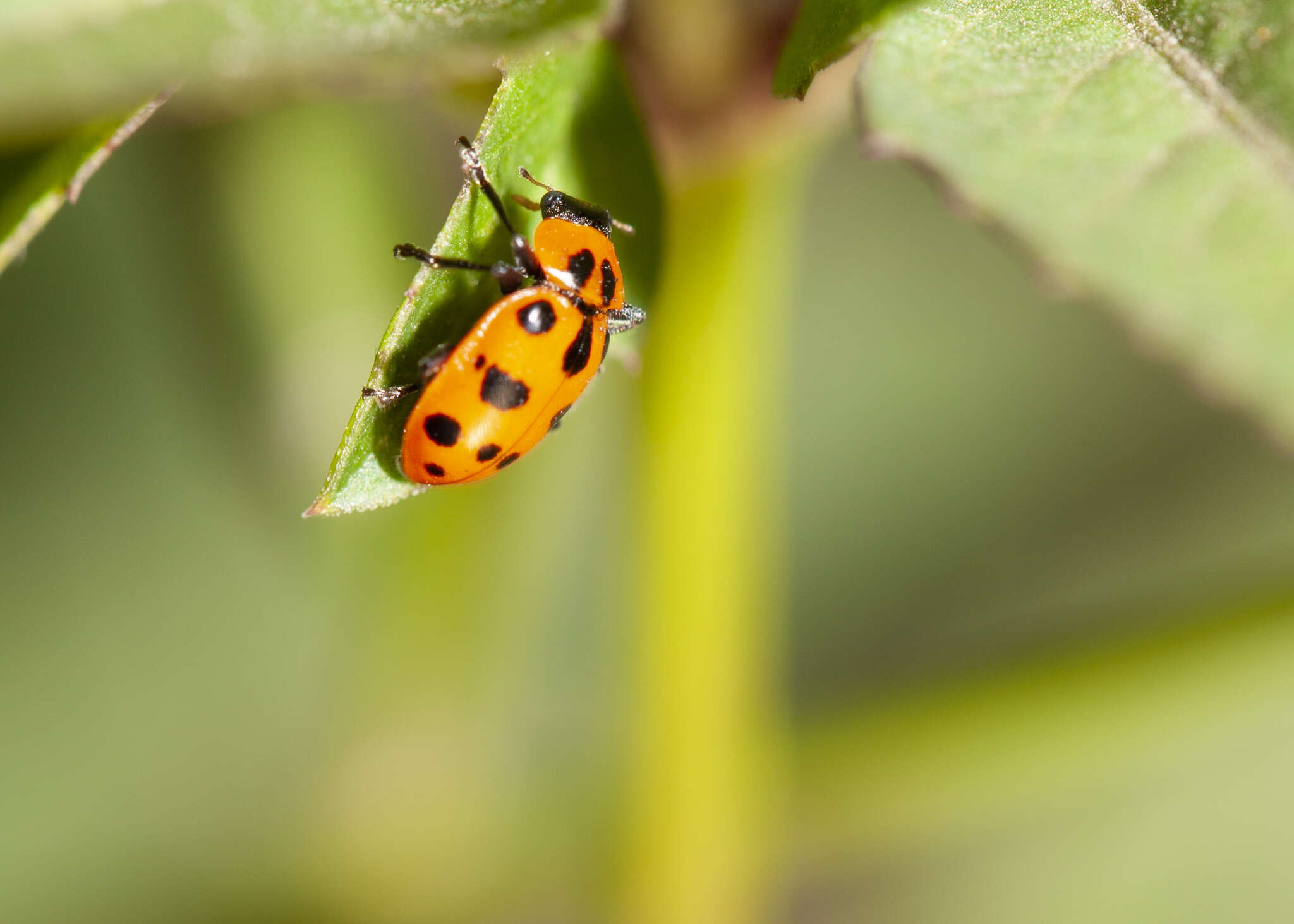 Sivun Coleomegilla maculata fuscilabris (Mulsant 1866) kuva