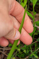 Image of Swamp spider orchid