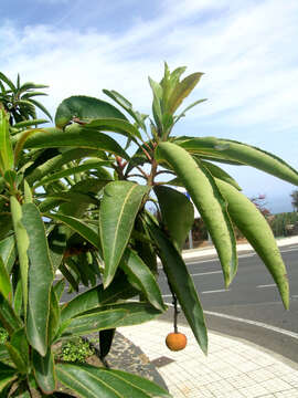 Image of Greek Strawberry-tree