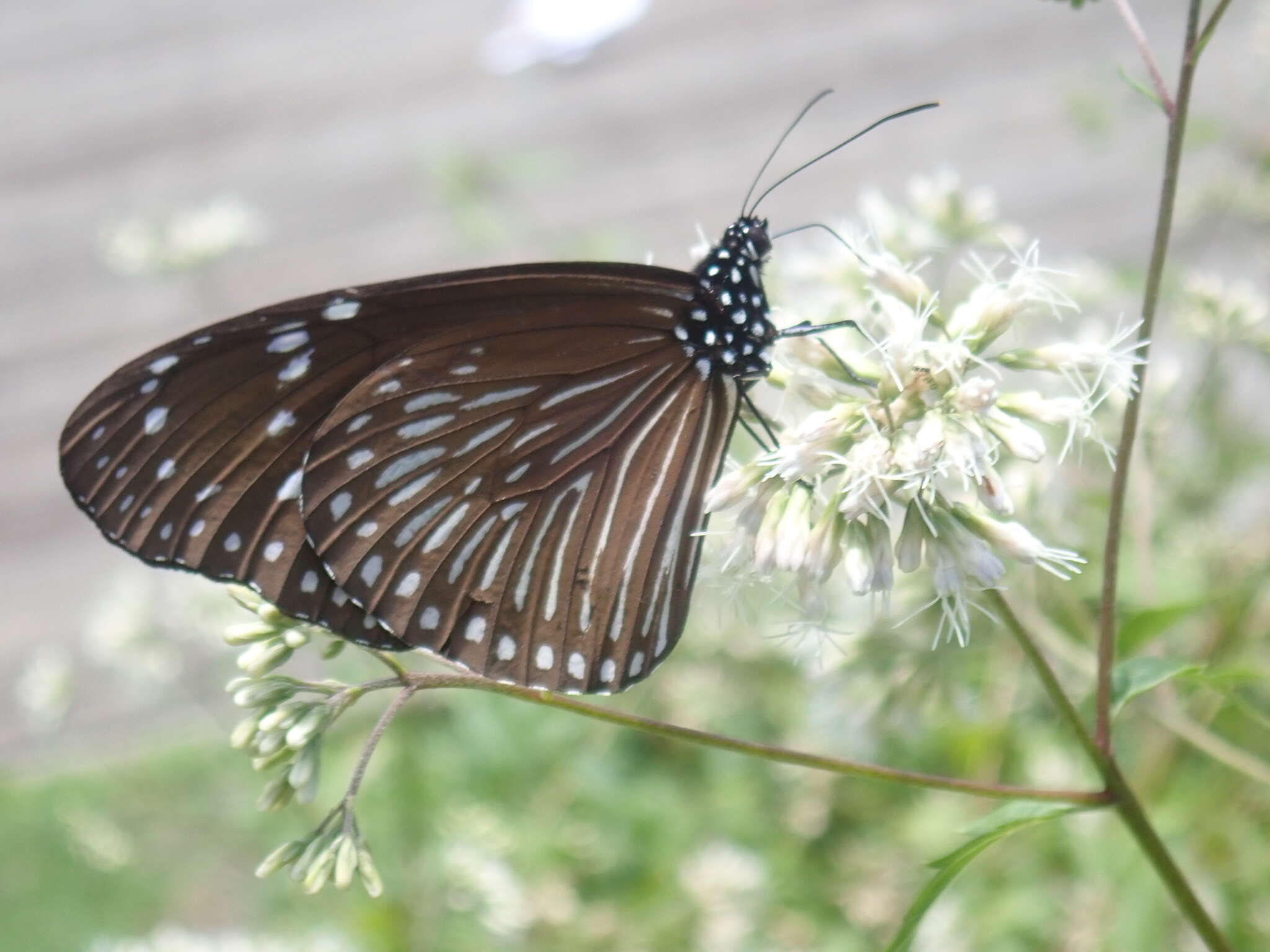 Image of Striped Blue Crow