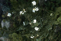 Image of musk mallow