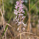 Image of elegant hyacinth-orchid