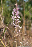 Image of elegant hyacinth-orchid