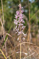 Imagem de Dipodium elegantulum D. L. Jones