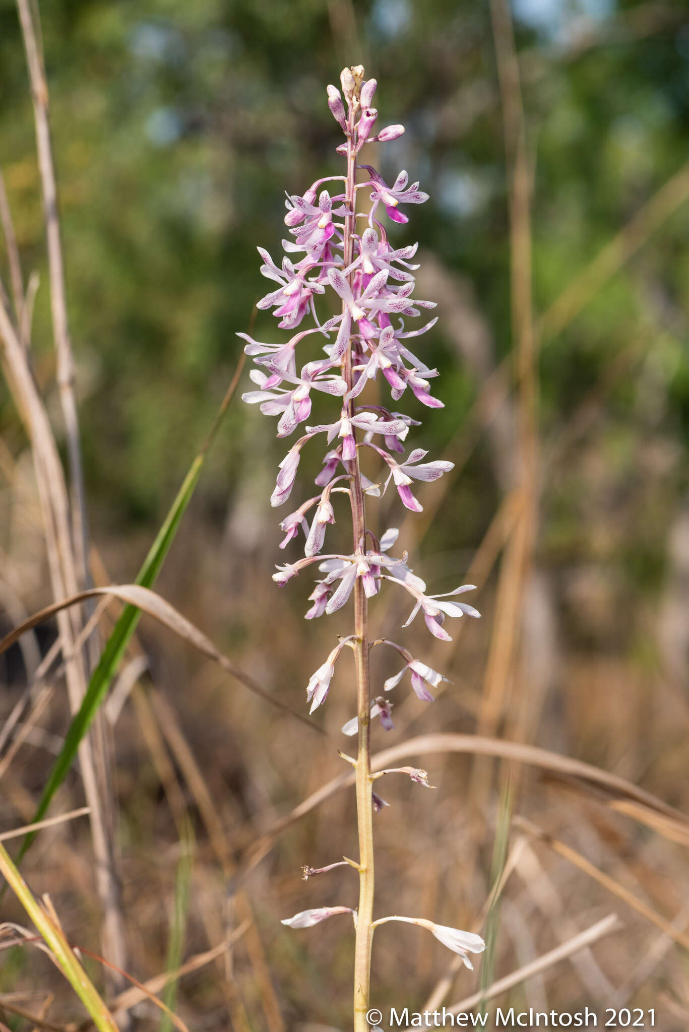 Image of elegant hyacinth-orchid