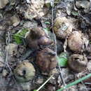 Image of Geastrum melanocephalum (Czern.) V. J. Staněk 1956