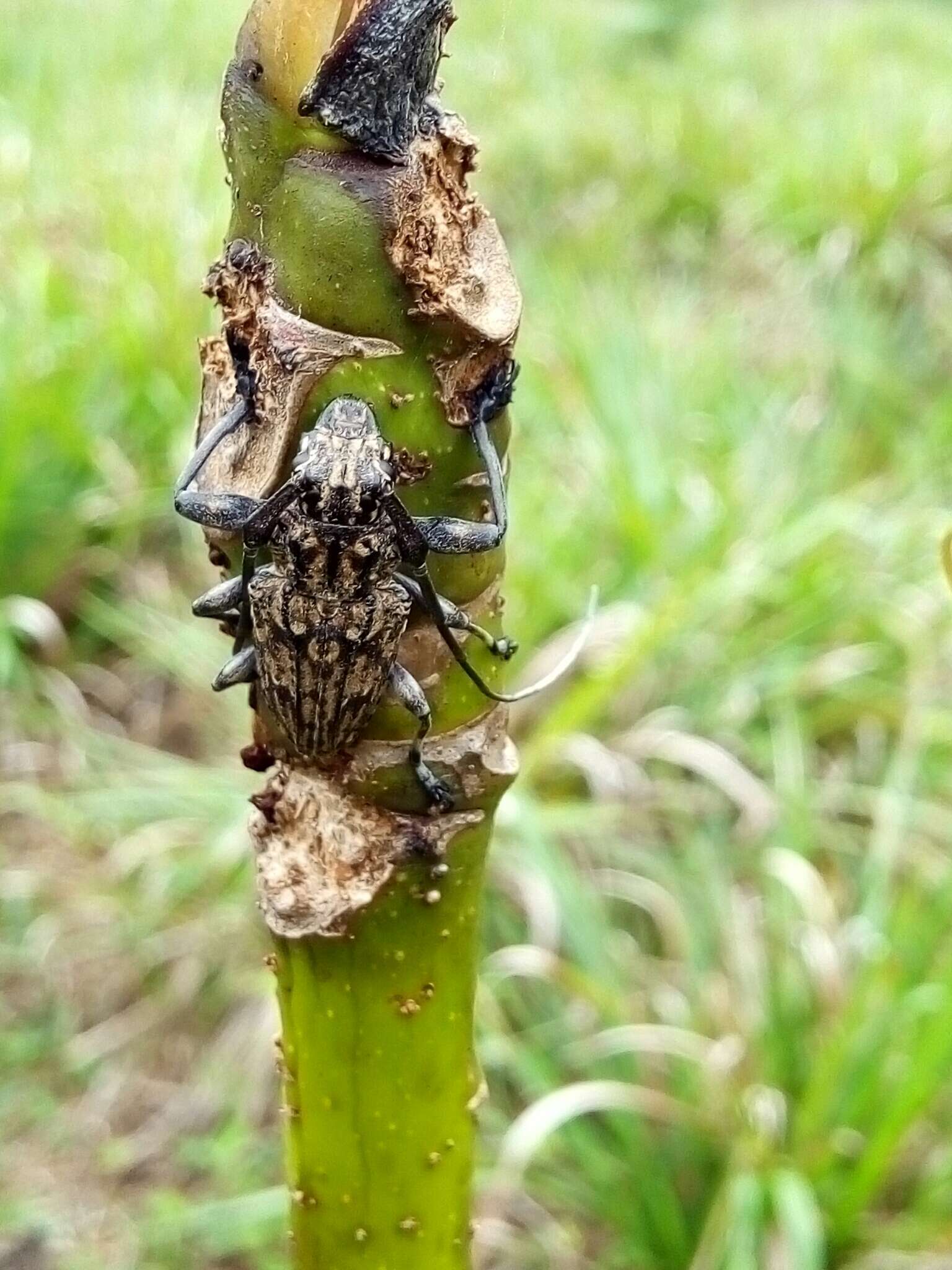 Steirastoma histrionicum White 1855的圖片