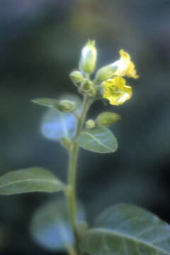 Image of Aztec tobacco