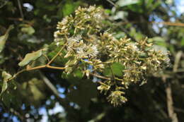 Image de Jungia ferruginea L. fil.