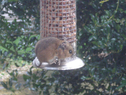 Image of wood mouse, long-tailed field mouse