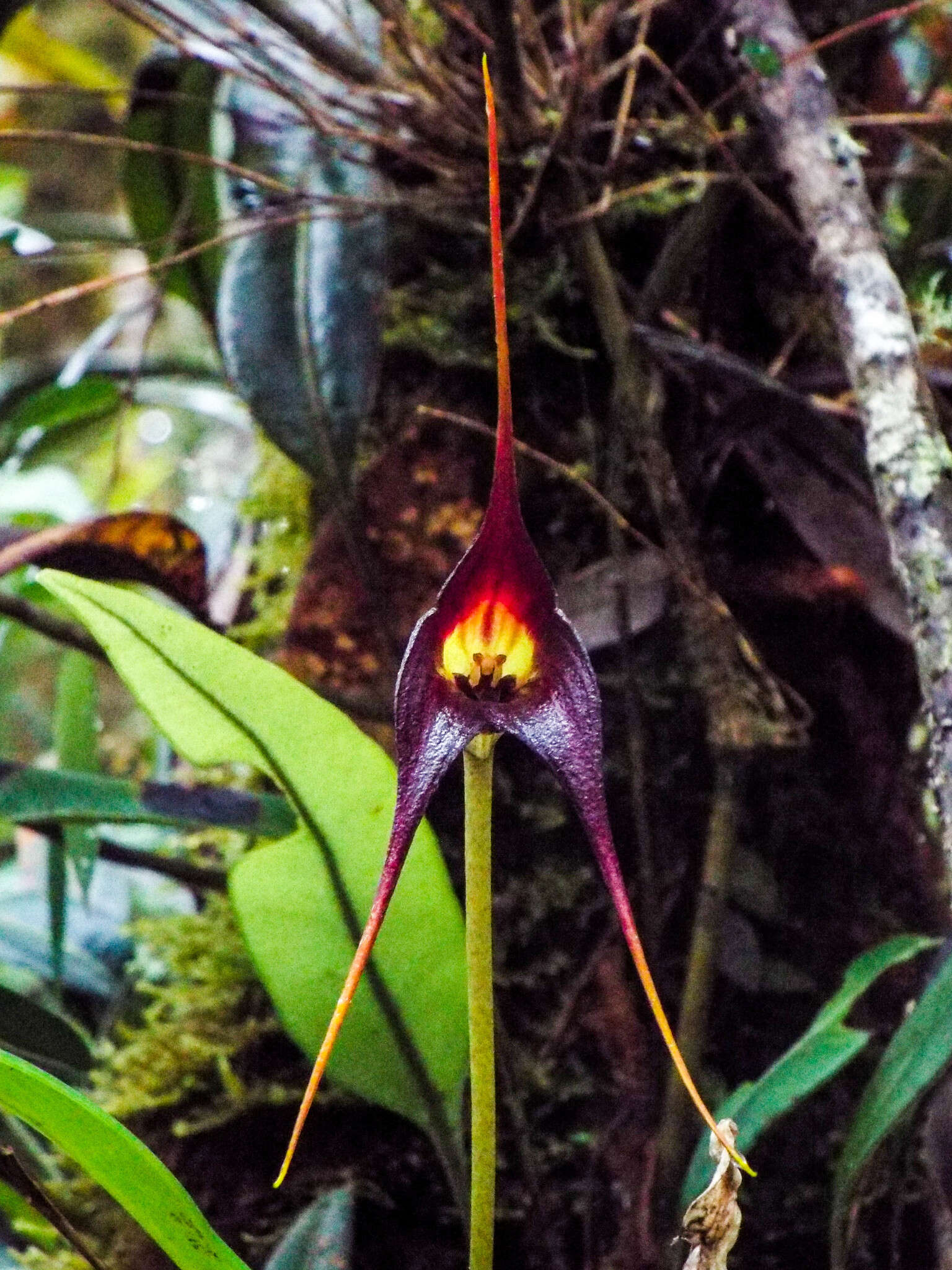 Image of Masdevallia cucullata Lindl.