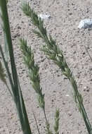 صورة Panicum amarum Elliott