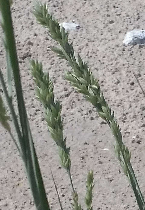 Plancia ëd Panicum amarum Elliott