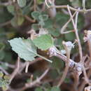 Otostegia fruticosa (Forssk.) Schweinf. ex Penzig resmi