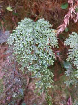 Image of <i>Hymenophyllum polyanthon</i>