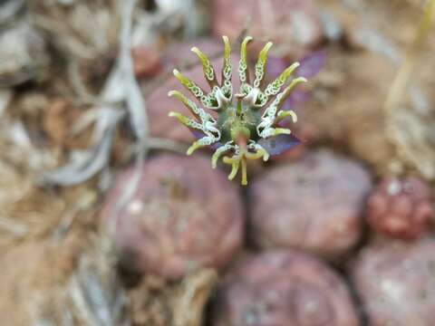 Image of Globose Euphorbia