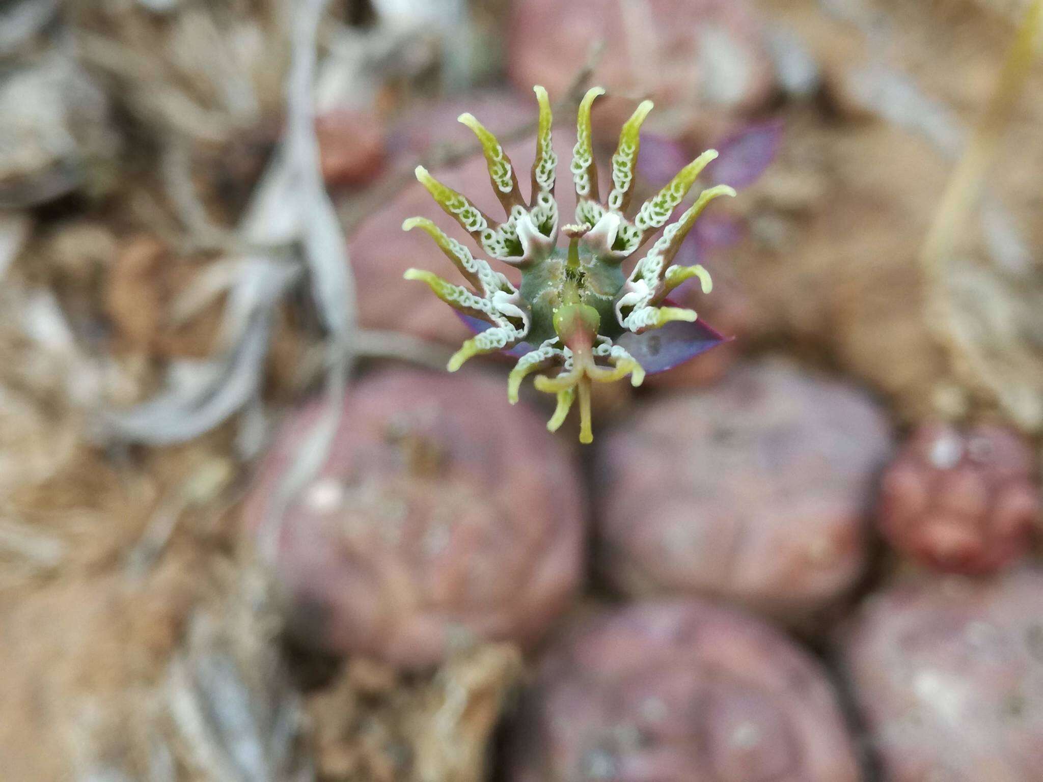 Image of Globose Euphorbia