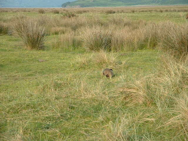 Image of badger