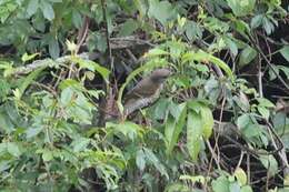 Image of Red-shouldered Cuckoo-shrike