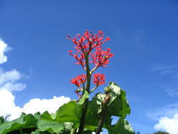 Imagem de Jatropha podagrica Hook.