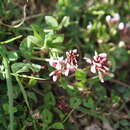 Sivun Trifolium amabile Kunth kuva