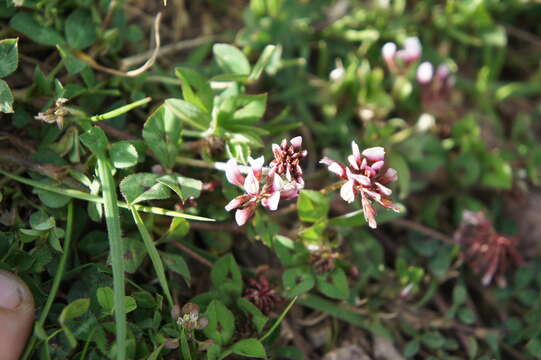 Image of Aztec Clover