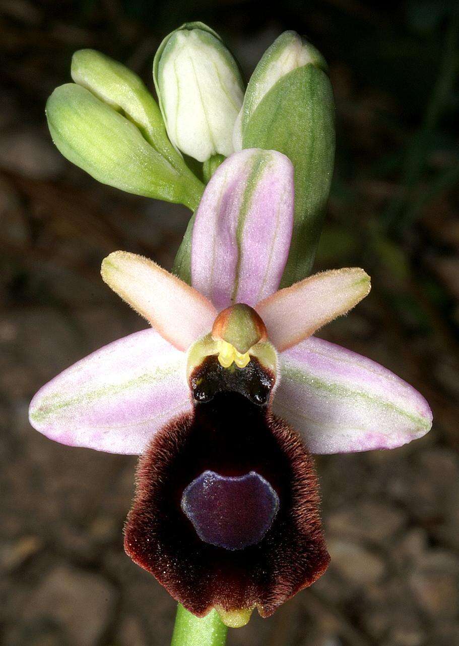 Слика од Ophrys bertolonii Moretti