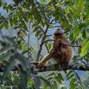 Image of Mitered Leaf-monkey; Sumatran Surili