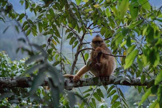 Image of Mitered Leaf-monkey; Sumatran Surili